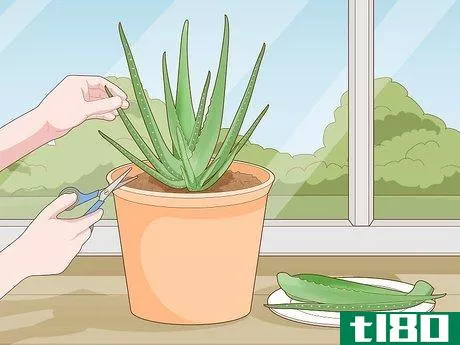 Image titled Keep an Aloe Vera Plant Fresh Step 6