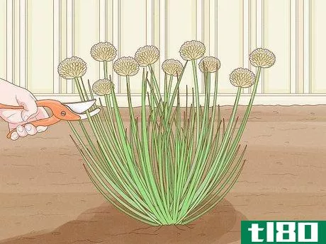 Image titled Grow Chives Step 20