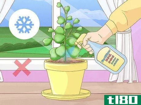 Image titled Get a Hoya Plant to Bloom Step 10