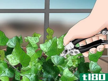 Image titled Grow English Ivy Indoors Step 12