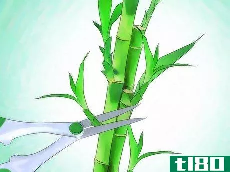 Image titled Grow Lucky Bamboo Step 10