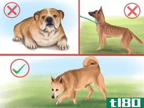 Image titled Keep Your Dog or Cat at Its Correct Weight Step 4
