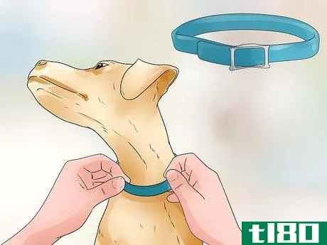 Image titled Keep Fleas Off Dogs Step 2