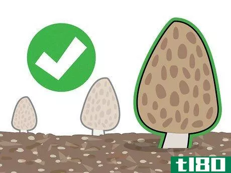 Image titled Grow Morel Mushrooms Step 15