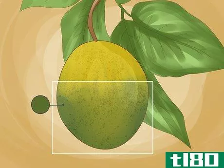 Image titled Identify Lemon Tree Diseases Step 4