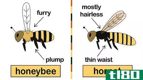 如何除掉蜜蜂(get rid of bees)