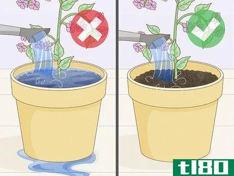 Image titled Get Rid of Mold on Houseplants Step 12