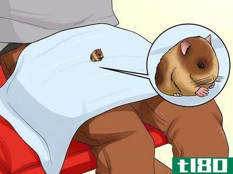 Image titled Groom a Syrian Hamster Step 4