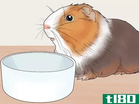 Image titled Get Your Guinea Pig to Lose Weight Step 5