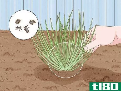 Image titled Grow Chives Step 16