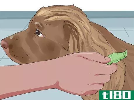 Image titled Groom a Sussex Spaniel Step 1