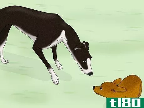 Image titled Identify a Greyhound Step 12