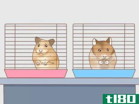 Image titled Introduce Two Dwarf Hamsters Step 5