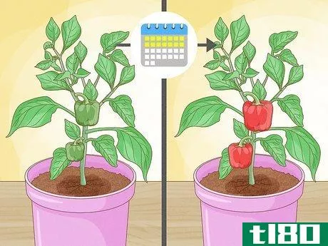 Image titled Grow Bell Peppers Step 11