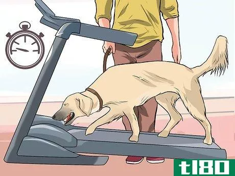 Image titled Get a Dog to Use a Treadmill Step 5