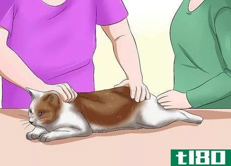 Image titled Give a Cat an Enema at Home Step 4