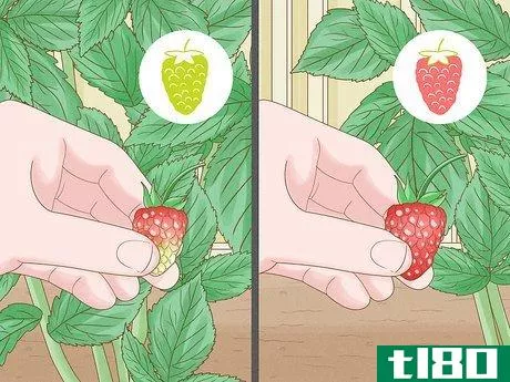 Image titled Harvest Raspberries Step 4
