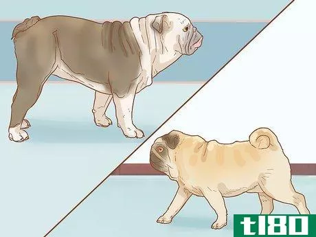 Image titled Identify a Pug Step 17