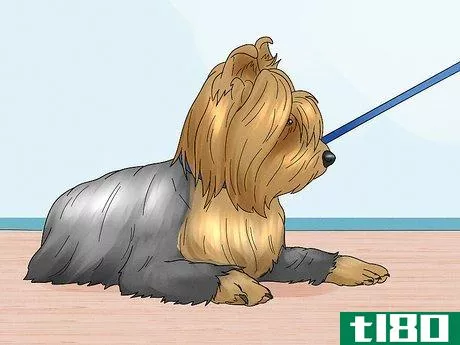Image titled Identify a Silky Terrier Step 14