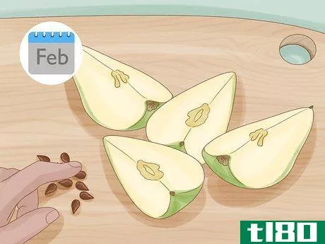 如何用种子种梨树(grow pear trees from seed)