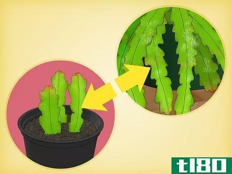 Image titled Grow Epiphyllum Cactus Step 18