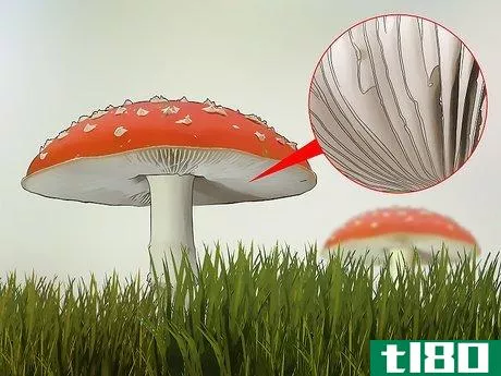 Image titled Identify Poisonous Mushrooms Step 7