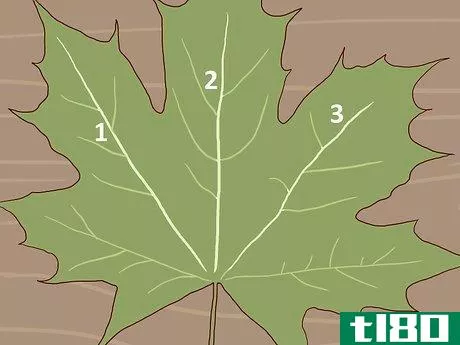 Image titled Identify Sugar Maple Trees Step 6