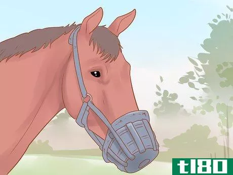 Image titled Keep a Horse from Cribbing Step 11