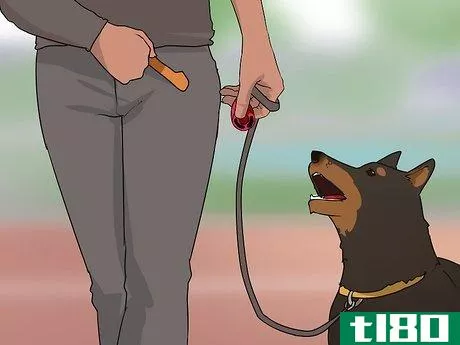 Image titled Improve Your Dog's Show Ring Gait Step 11