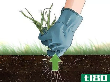 Image titled Get Rid of Crabgrass Step 6