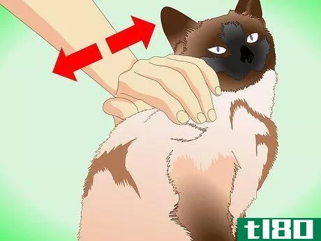 Image titled Groom a Siamese Cat Step 7