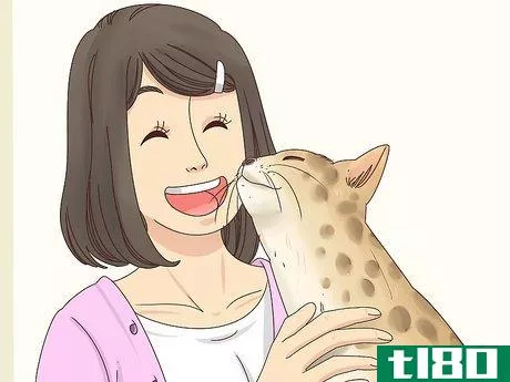 Image titled Identify a Bengal Cat Step 5