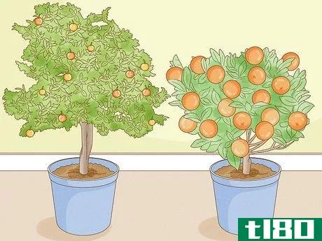 Image titled Grow Mandarin Trees Step 16