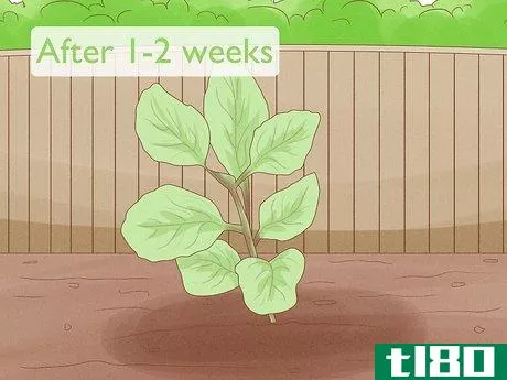 Image titled Grow Basil Cuttings Step 12