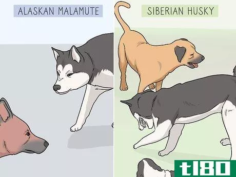 Image titled Identify an Alaskan Malamute from a Siberian Husky Step 9