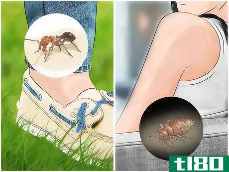 如何识别昆虫叮咬(identify insect bites)