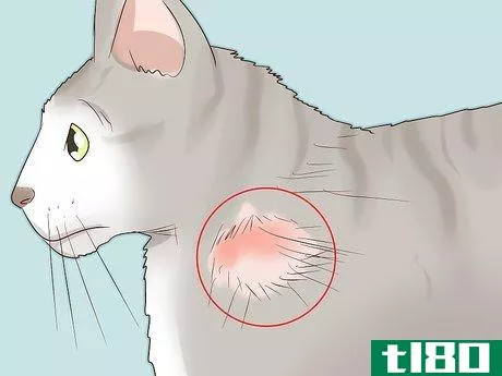 Image titled Handle Autoimmune Skin Disease in Cats Step 2