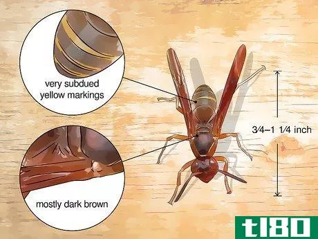 Image titled Identify Wasps Step 3