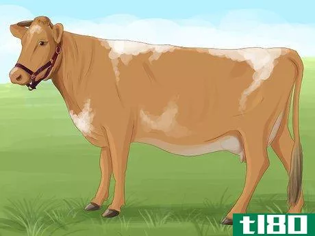 Image titled Identify Guernsey Cattle Step 1