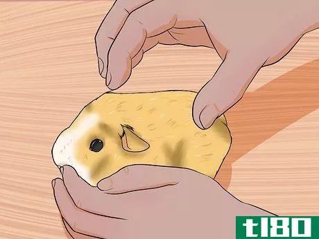 Image titled Get Your Guinea Pig to Stop Biting You Step 7
