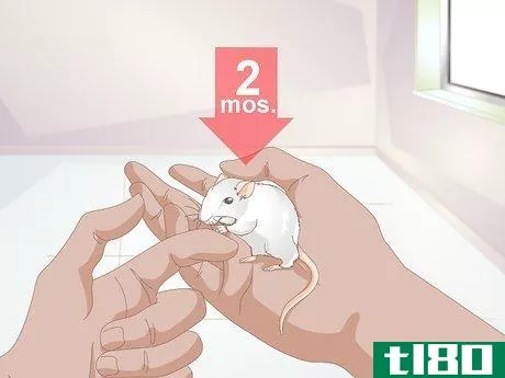 Image titled Know if Your Gerbil Is Having a Seizure Step 5