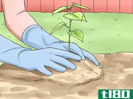 Image titled Grow Great Herbs Step 15