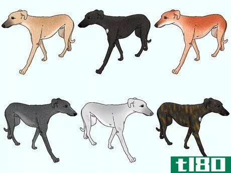 Image titled Identify a Greyhound Step 9