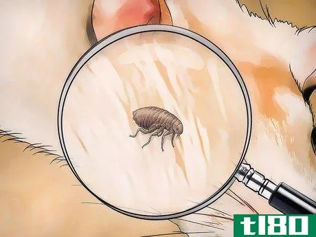 Image titled Get Rid of Fleas on Rats Step 2