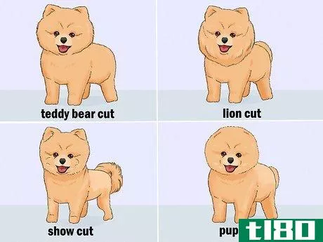 Image titled Identify a Pomeranian Step 9