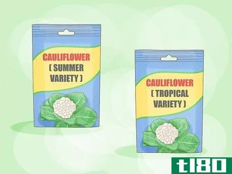 Image titled Grow Cauliflower Step 2