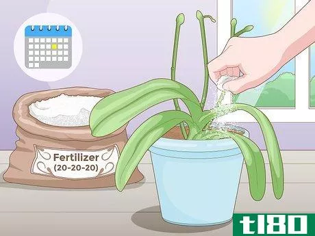 Image titled Get Orchids to Rebloom Step 8