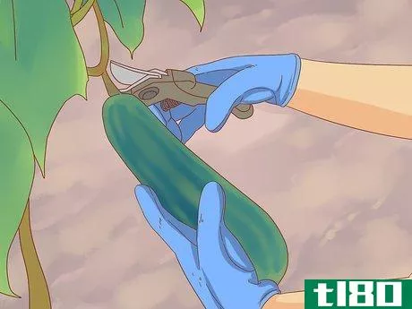 Image titled Grow Cucumbers Step 22