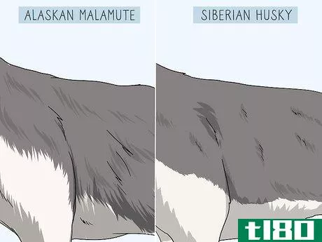 Image titled Identify an Alaskan Malamute from a Siberian Husky Step 5