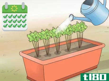 Image titled Grow Carrots in Pots Step 11